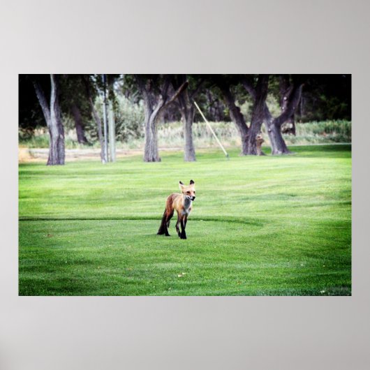 affiche d'impression photographique couleur renard (Devant)