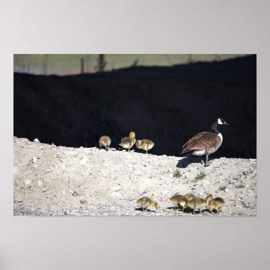 Affiche d'oie du Canada avec des bébés (Devant)