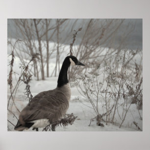 Affiche d'oie du Canada dans la neige