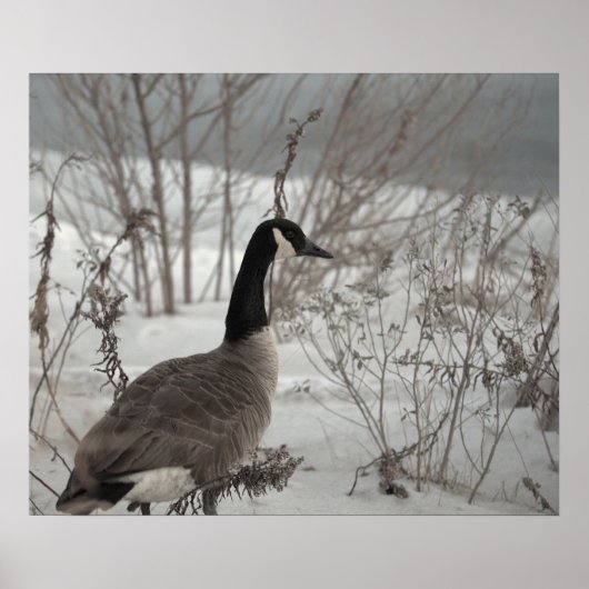 Affiche d'oie du Canada dans la neige (Devant)