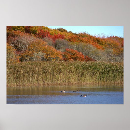 Affiche d'oies avec des arbres d'automne (Devant)