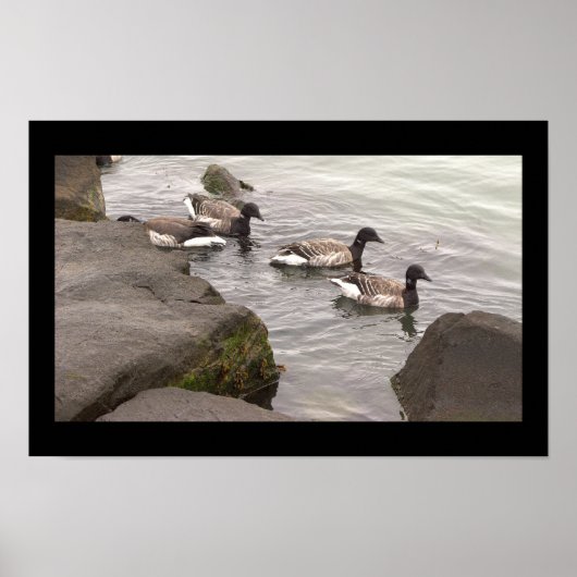 Affiche d'oies Brant dans l'océan (Devant)