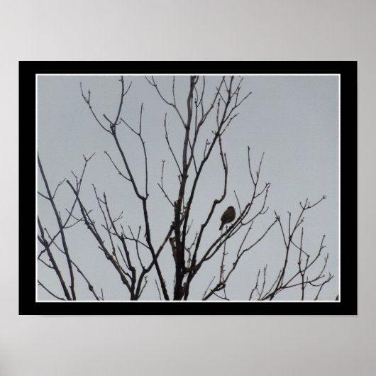 Affiche d'oiseau dans un arbre nu (Devant)
