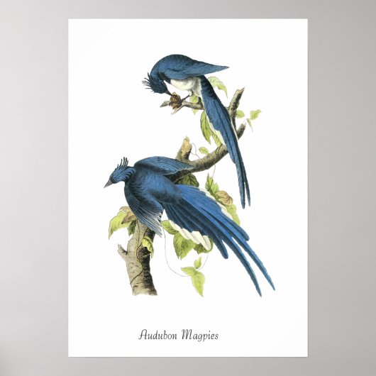 Affiche d'oiseau Magpies d'Audubon (Devant)