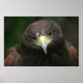 Affiche d'oiseaux 13 (Devant)