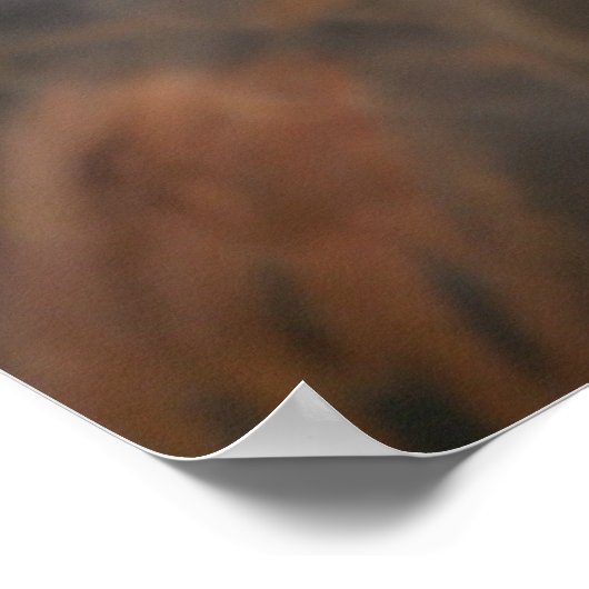 Affiche d'oiseaux 13 (Coin)