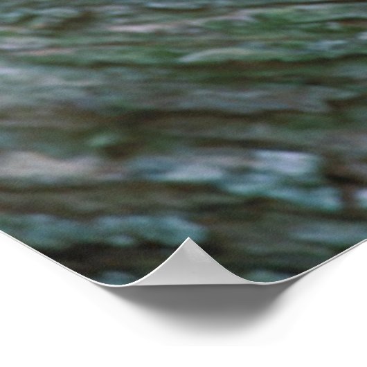 Affiche d'oiseaux 16 (Coin)