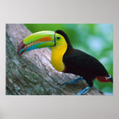 Affiche d'oiseaux 16 (Devant)