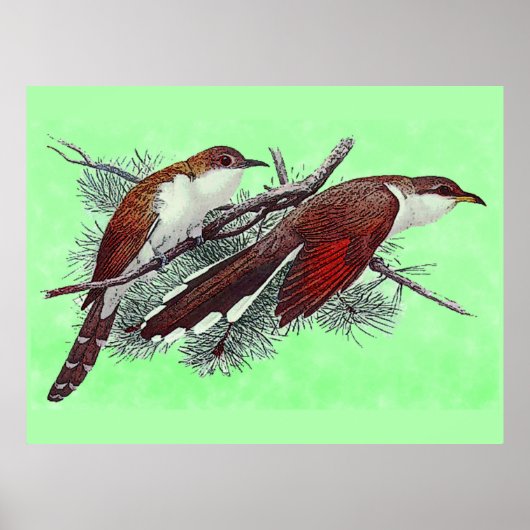 Affiche d'oiseaux coucous à bec noir et jaune (Devant)