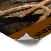 affiche d'opossum (Coin)