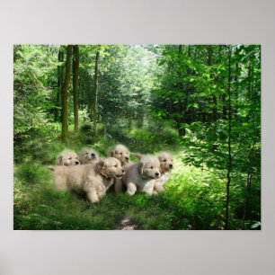 Affiche d'or de chiots