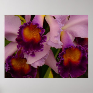 Affiche d'orchidée hybride Cattleya