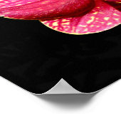 Affiche d'orchidée papillon (Coin)