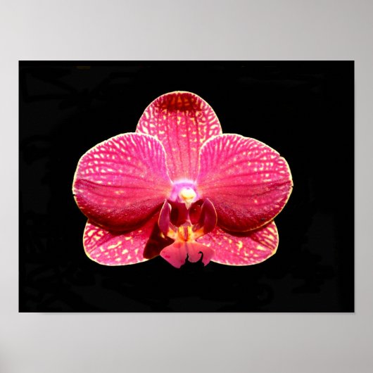 Affiche d'orchidée papillon (Devant)