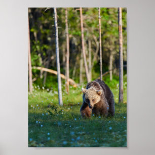 affiche d'ours brun européen