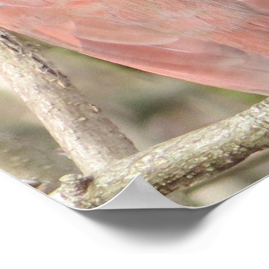 Affiche du cardinal (Coin)