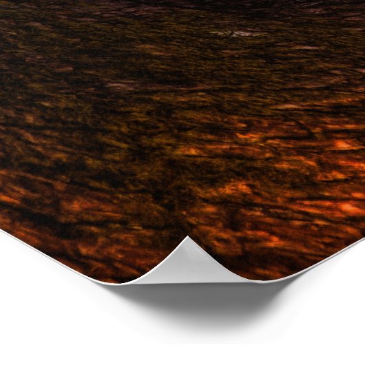 affiche du chaton léopard (Coin)