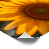 Affiche du coucher de soleil au tournesol doré (Coin)