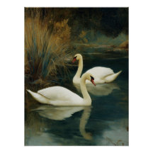 Affiche du couple de cygnes noir et blanc