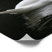 Affiche du cygne blanc gracieux (Coin)