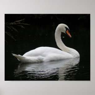 Affiche du cygne blanc gracieux