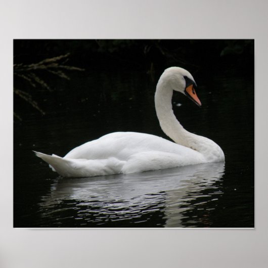 Affiche du cygne blanc gracieux (Devant)