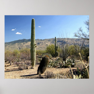 Affiche du désert 03 de Sonoran