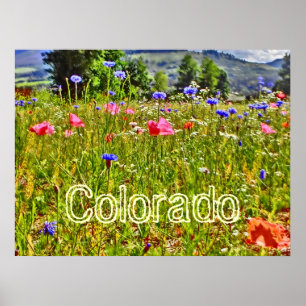 Affiche du fleur sauvage du Colorado
