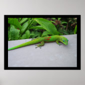 Affiche du Gecko diurne à poussière d'or (Devant)