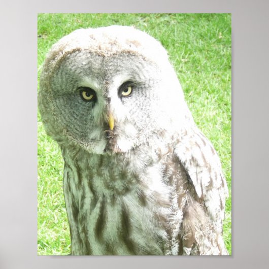 Affiche du hibou curieux (Devant)