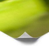 Affiche du jardin d'eau Lotus Blanc (Coin)