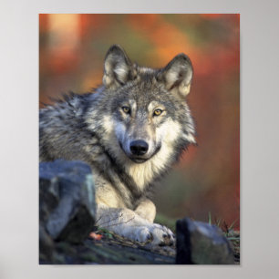 Affiche du Loup Gris