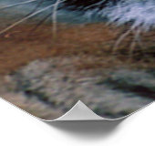 Affiche du nettoyage du tigre du Bengale (Coin)