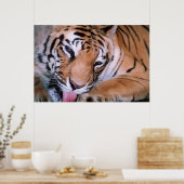 Affiche du nettoyage du tigre du Bengale (Cuisine)