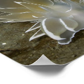 Affiche du Nudibranche alabaster (Dirona albolinea (Coin)