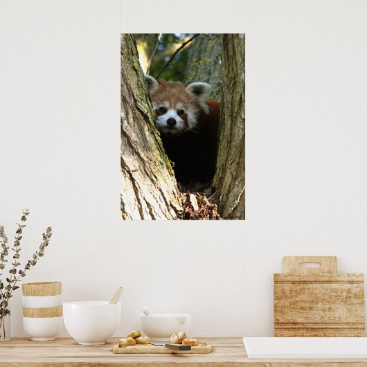 affiche du panda rouge (Cuisine)