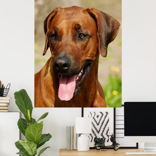 Affiche du Rhodesian Ridgeback Dog. (Bureau à domicile)