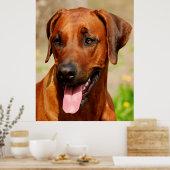 Affiche du Rhodesian Ridgeback Dog. (Cuisine)