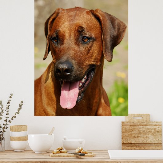 Affiche du Rhodesian Ridgeback Dog. (Cuisine)