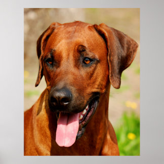 Affiche du Rhodesian Ridgeback Dog.