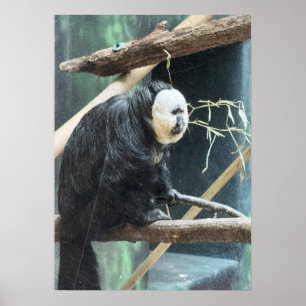 Affiche du singe saki à face blanche