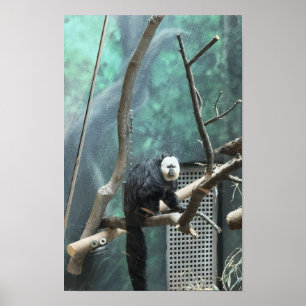Affiche du singe saki à face blanche