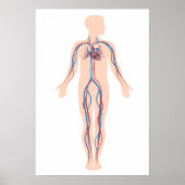 Affiche du système de circulation humaine (Devant)