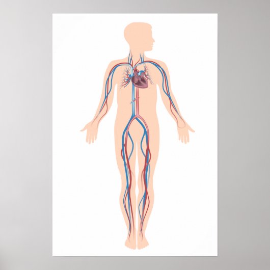 Affiche du système de circulation humaine (Devant)