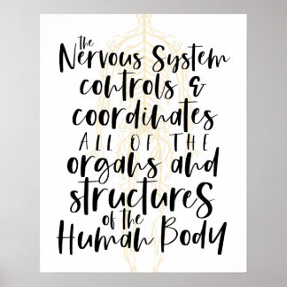 Affiche du système nerveux, Affiche chiropratique,