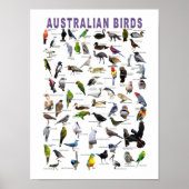 Affiche du tableau des oiseaux australiens (Devant)