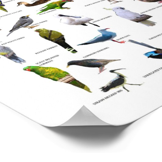 Affiche du tableau des oiseaux australiens (Coin)