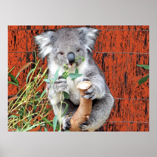 Affiche du temps de snack du koala (Devant)