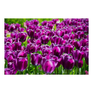 Affiche d'un grand champ de tulipes violettes