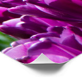 Affiche d'un grand champ de tulipes violettes (Coin)